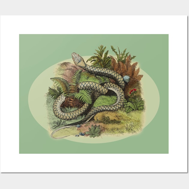 SNAKE ILLUSTRATION Wall Art by Biophilia